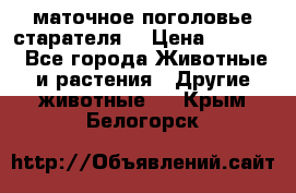 маточное поголовье старателя  › Цена ­ 2 300 - Все города Животные и растения » Другие животные   . Крым,Белогорск